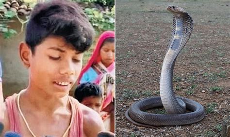 Indian Cobra Snake Attack