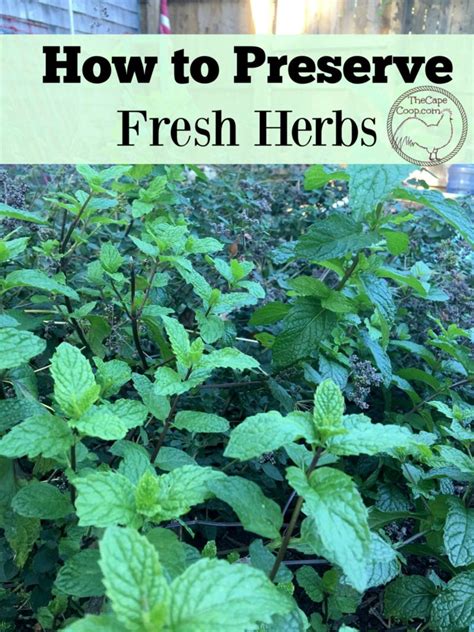 How To Preserve Fresh Herbs The Cape Coop