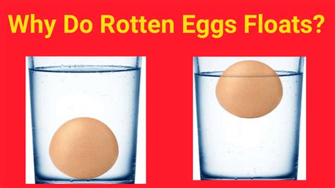 The Egg Test Float Or Sink Best Template