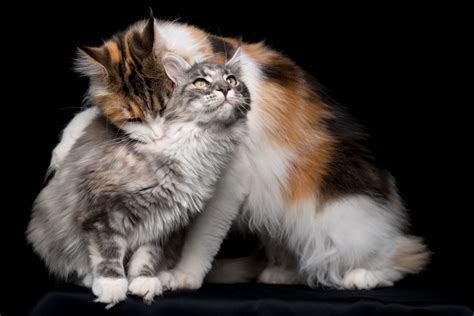 Why Do Cats Bite Each Other S Neck Onlinecatworld