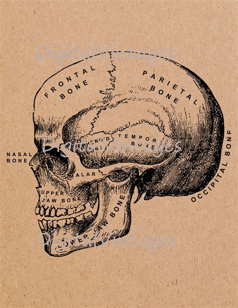 Diagram Skeleton Skull Diagram Mydiagramonline