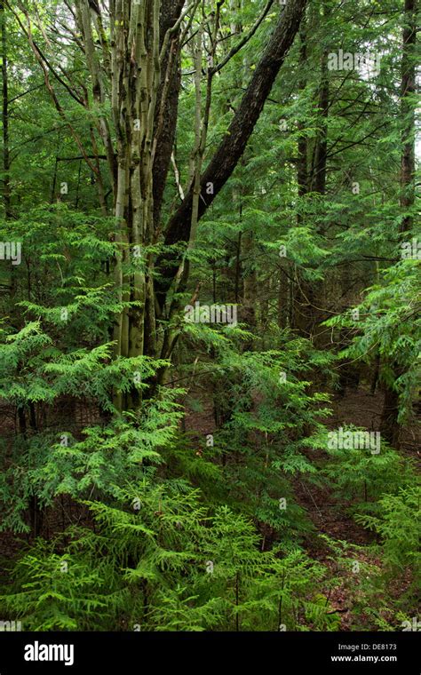 Temperate Deciduous Forest High Resolution Stock Photography And Images