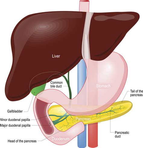 Do You Have Any Of These Ten Symptoms If So Your Liver Could Be Damaged