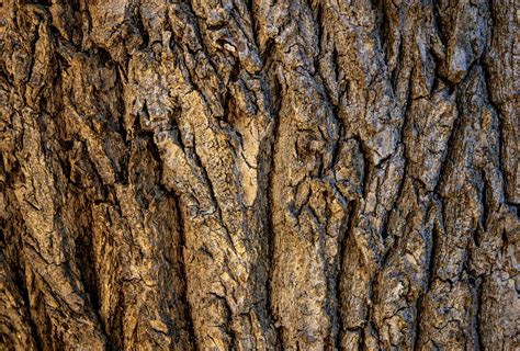 Brown Tree Bark In Close Up Photography · Free Stock Photo