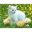 Cute&ampCool Pets 4U Very Cute Kittens Pictures