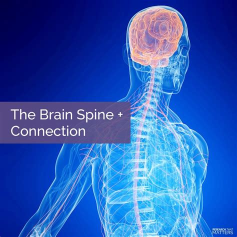 The Brain Spine Connection Huntsville Madison Alabama Chiropractor