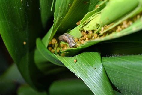 Debug The Fall Armyworm Xag Combats Alien Pests With Crop Spraying