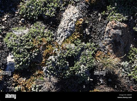 Tundra Moss Close Up Hi Res Stock Photography And Images Alamy