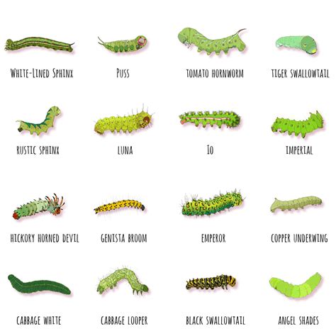Garden Caterpillars Identification Australia Fasci Garden
