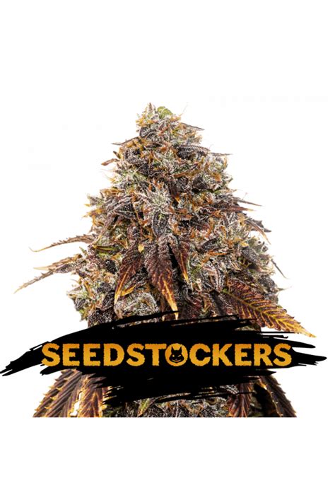 Cannabis Xxl Seeds How To Get High Yielding Strains