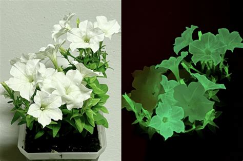 Startup To Begin Selling Bioluminescent Petunias In 2024 Extremetech