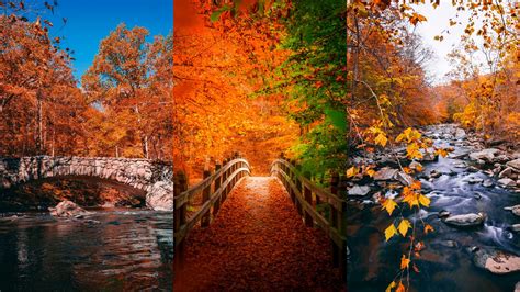 Photos Of Fall Colors In Rock Creek Park Dc Foliage Guide