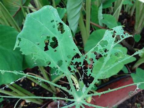 Most pest control companies spray both the interior and exterior of properties in the rain. How to Use Garlic for Pest Control? | Homestead Gardener
