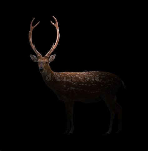 Sika Deer In The Dark Stock Image Image Of Mystic Dawn 76308225