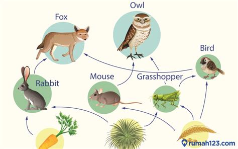 mengenal rantai makanan dalam ekosistem lengkap dengan contoh