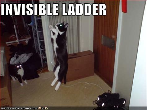 Invisible Ladder Cheezburger Kill Me Cat Memes Funny Cats Laughter