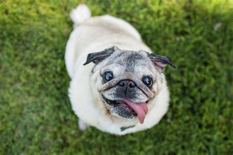 Happy Pug Dog Looks Up At Camera Photograph By Purple Collar Pet