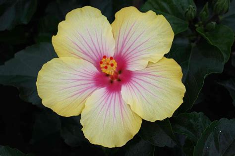 Maybe you would like to learn more about one of these? Kleurrijke zomerse Hibiscus - GroenVandaag