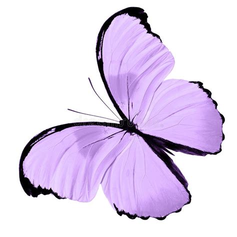 Tropical Purple Butterfly Isolated On White Background Stock