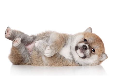 In this article, we will provide you with the initial costs of owning a shiba inu, including the price of the dog itself, as well as the dog's accessories and the necessary. The Cost of Shiba Inu Puppies & Adult Dogs (with ...