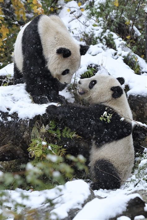 Snow Pandas By Josef Gelernter Panda In Snow Panda Panda Bear