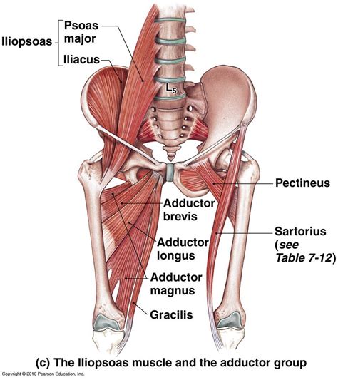 Adductors Of The Hip Hip Muscles Anatomy Body Muscle Anatomy Hip Anatomy Human Body Anatomy