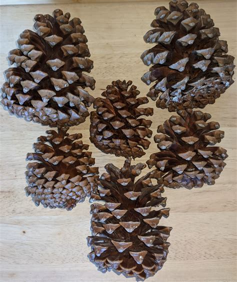 Natural Pine Cones Set Of 6 Assorted Sized 3 6in For Etsy