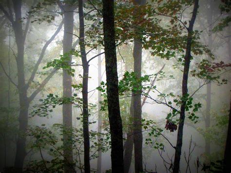 Free Images Landscape Tree Nature Forest Branch Fog Sunlight