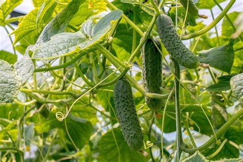 How To Grow Cucumbers In Your Home Garden