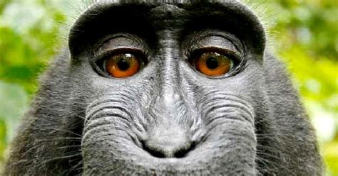 THE YORUBA CULTURE: The Yoruba Names of Animals (Continued)