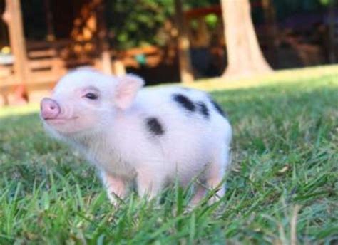 20 Miniature Animals That Will Make Your Day Yes Theyre Real