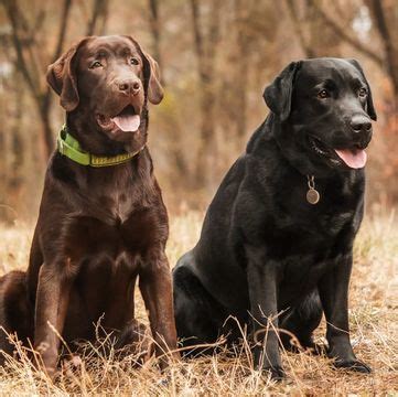 The parents of our purebred labrador retriever. 55+ White Labrador Retriever Puppies For Sale Near Me ...