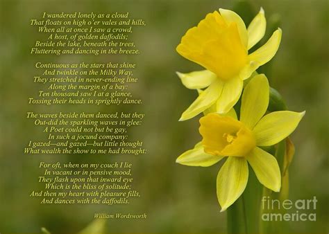 Daffodils Poem By William Wordsworth Greeting Card By Olga Hamilton