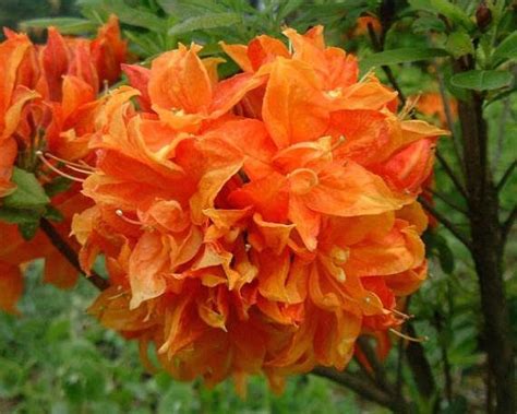 Shrub Or Bush That Has Large Bright Orange Flowers All Plants Live