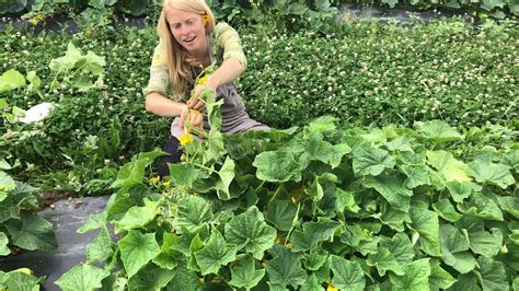 The Best Bush Pickling Cucumber We Ve Found Youtube