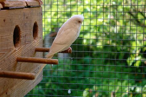 Pet Supplies S Hamiledyi Parrot Breeding Nest Box Bird Nest Warm Bird