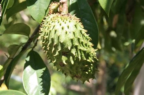 Daun salam (atau juga dipanggil daun samak) sekarang bukan saja digunakan sebagai penyedap rasa makanan, tapi boleh juga digunakan untuk membasmi haiwan. Anjung Intan: Durian Belanda - Halau Tikus??