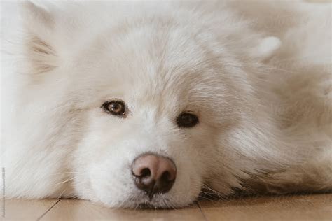 Fluffy White Dog Del Colaborador De Stocksy Paul Schlemmer Stocksy
