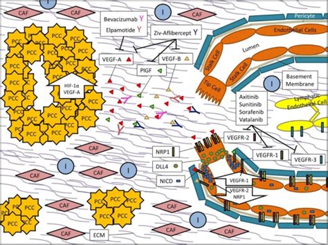 Demander gratuitement 5 devis pour votre stand à pdac et sauve jusq'à 40%. PDAC angiogenesis. In PDAC, pancreatic cancer cells (PCCs ...