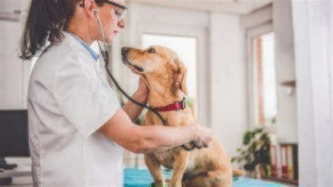 Pet insurance companies establish several waiting periods to determine when certain conditions are eligible for coverage. Tapeworms in Dogs & Puppies | Healthy Paws Pet Insurance