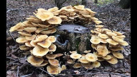 Foraging Edible Honey Mushrooms Identifying And Cooking Armilleria