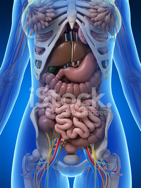 Abdomen Anatomy Female Anatomy Of The Female Pelvis Doctor Stock