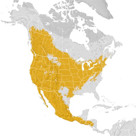 Warbling Vireo Range Map Pre Breeding Migration Ebird Status And