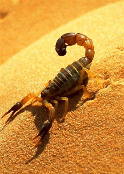 Scorpion At Sahara Desert Algeria Scorpion Animals Scorpio