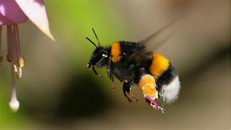 Bbc Radio 5 Live In Short Friends Of The Earth Bees Help Make Life