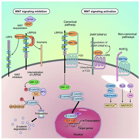 Wnt Signal Transduction In The Cytoplasm β Catenin Is Phosphorylated Download Scientific