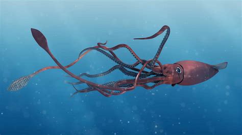 28 interesting facts about Giant Squids - Factins
