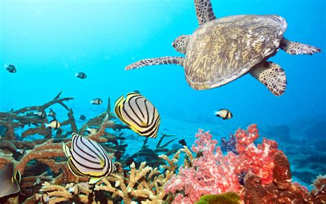 วอลเปเปอร์ ใต้น้ำ แนวประการัง เต่า แนวปะการัง สัตว์ป่า ชีววิทยา
