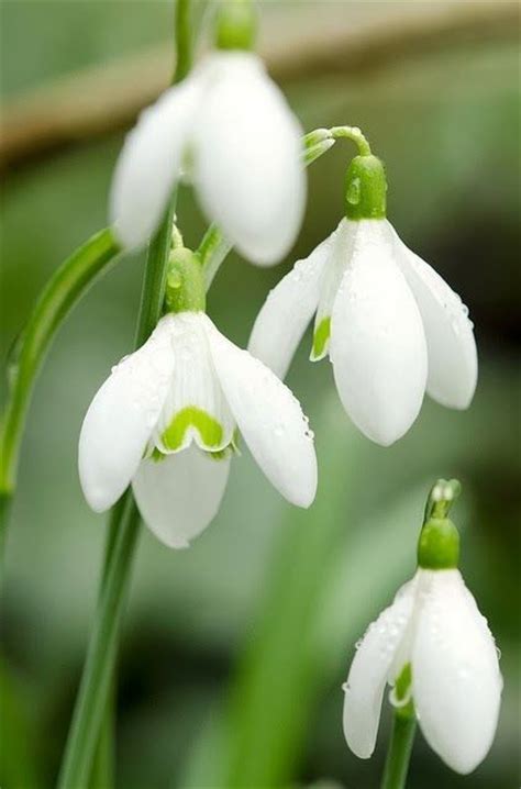 Snow Drop Spring Flowers Remind Me Of My Favorite Neighbour Who Is 96