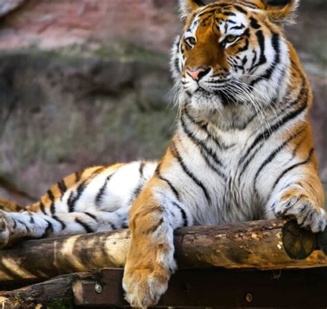 Free Picture Bengal Tiger